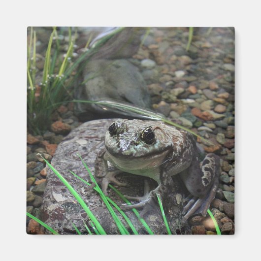 幸せなカエル マグネット (正面)