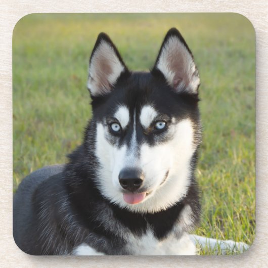 幸せなシベリアンハスキーの子犬 コースター (正面)