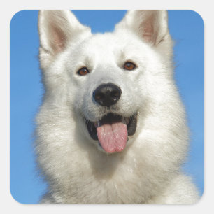 幸せなスイスの羊飼い犬 スクエアシール