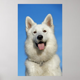 幸せなスイスの羊飼い犬 ポスター