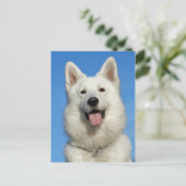 幸せなスイスの羊飼い犬 ポストカード (スタンド正面)