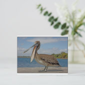 幸せなペリカン ポストカード (スタンド正面)