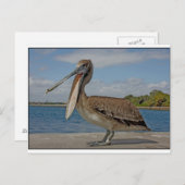 幸せなペリカン ポストカード (正面/裏面)