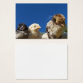 幸せな小さなチキンチキン眠っている (正面&裏面)