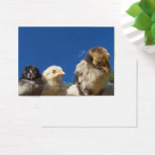 幸せな小さなチキンチキン眠っている (デスク)