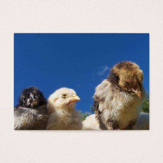 幸せな小さなチキンチキン眠っている (正面)