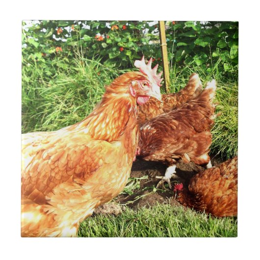 幸せな放し飼いの元電池の鶏 タイル (正面)