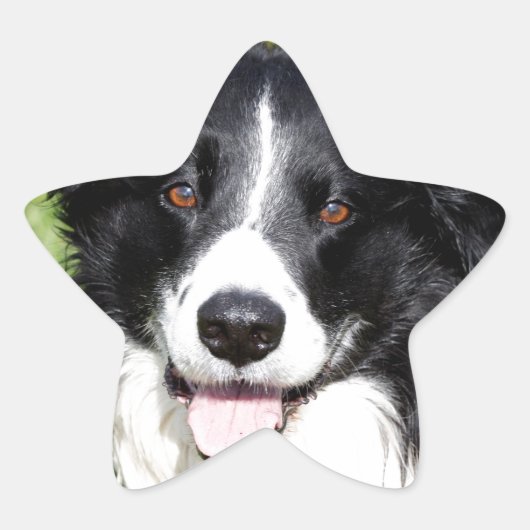 幸せな犬の写真 星シール (正面)