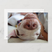 幸せな犬 ポストカード (正面/裏面)