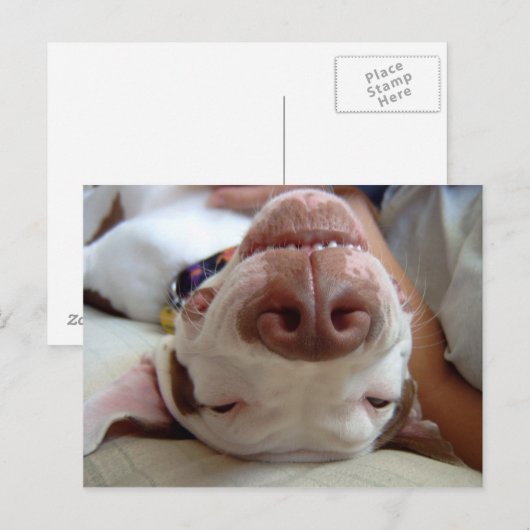 幸せな犬 ポストカード (正面/裏面)