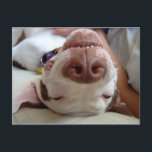 幸せな犬 ポストカード<br><div class="desc">幸せな犬</div>