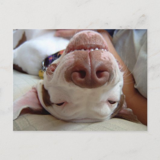 幸せな犬 ポストカード (正面)