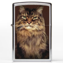 幸せな猫 茶トラ猫 面白い