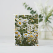 幸せな花の草原 - 笑顔のマーガレット ポストカード (スタンド正面)
