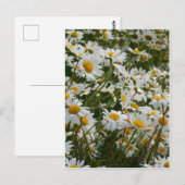 幸せな花の草原 - 笑顔のマーガレット ポストカード (正面/裏面)