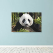 幸せな若いパンダ、中国 キャンバスプリント (インサイチュ (ウッドフロア))