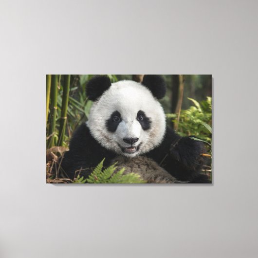 幸せな若いパンダ、中国 キャンバスプリント (正面)