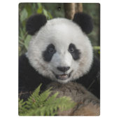 幸せな若いパンダ、中国 クリップボード (裏面)