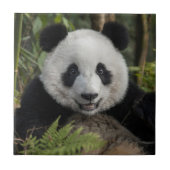 幸せな若いパンダ、中国 タイル (正面)