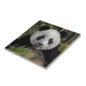 幸せな若いパンダ、中国 タイル (側面)