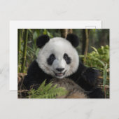 幸せな若いパンダ、中国 ポストカード (正面/裏面)