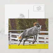 幸せな跳躍の馬 ポストカード (正面/裏面)