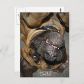 幸せな顔おもしろい- English Mastiff Dog Photo ポストカード (正面/裏面)