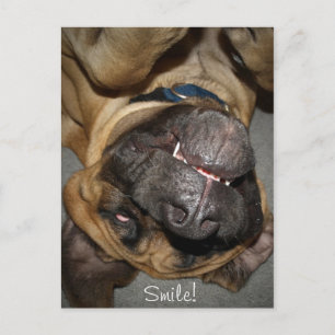 幸せな顔おもしろい- English Mastiff Dog Photo ポストカード
