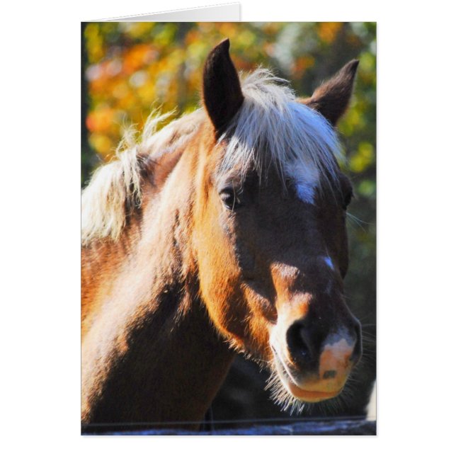 幸せな馬 (正面)