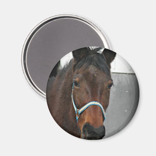 幸せな馬 マグネット (正面/裏面)