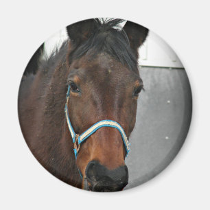 幸せな馬 マグネット
