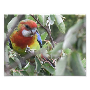 幸福に食べる東のRosella フォトプリント