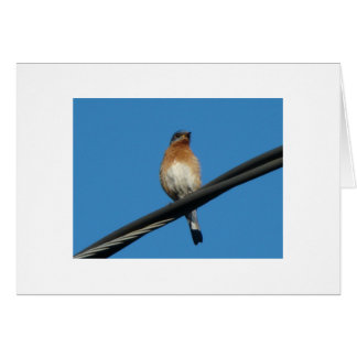 幸福の日を望んでいるブルーバード