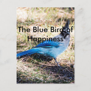 幸福の青い鳥 ポストカード