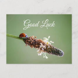 幸運と金運を呼ぶかわいい小さなてんとう虫！ ポストカード