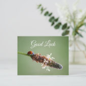 幸運と金運を呼ぶかわいい小さなてんとう虫！ ポストカード (スタンド正面)