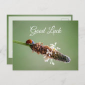 幸運と金運を呼ぶかわいい小さなてんとう虫！ ポストカード (正面/裏面)