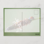 幸運と金運を呼ぶかわいい小さなてんとう虫！ ポストカード (裏面)