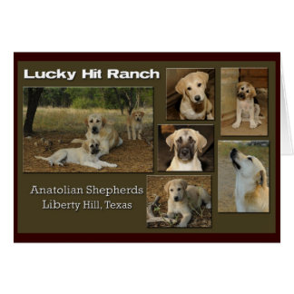 幸運な衝突コラージュ