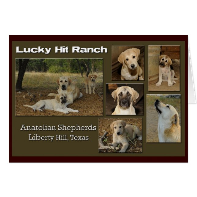 幸運な衝突コラージュ (正面横)