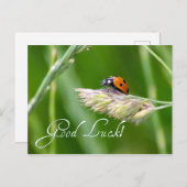 幸運を！小さなコバチに願いを込めて！ ポストカード (正面/裏面)