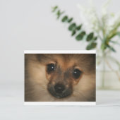 幻の犬 ポストカード (スタンド正面)