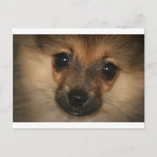 幻の犬 ポストカード