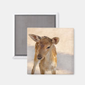 幻想的な森のシカの写真 マグネット (正面/裏面)