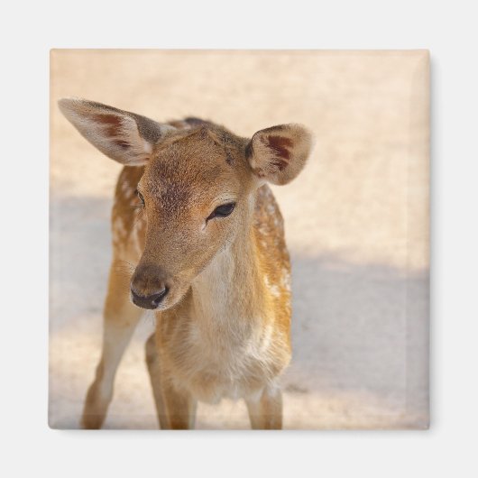 幻想的な森のシカの写真 マグネット (正面)