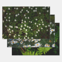 幻想的な森の植物画、3枚組のアート写真