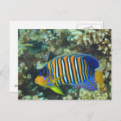 幼生のエグアルアンジェフィッシュ・ピゴプリーツ ポストカード (正面/裏面)