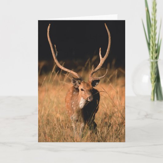 幼生生物 |バンダーブル国立公園 カード (正面)