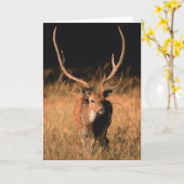 幼生生物 |バンダーブル国立公園 カード (黄色い花)