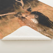 幼生生物 |バンダーブル国立公園 シェルパブランケット (3/4)